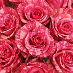 Pink Intuition Roses 1 Dozen From Rogue River Florist, Grant's Pass Flower Delivery