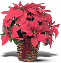Poinsetta Basket From Rogue River Florist, Grant's Pass Flower Delivery