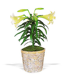 Easter Lily Plant From Rogue River Florist, Grant's Pass Flower Delivery