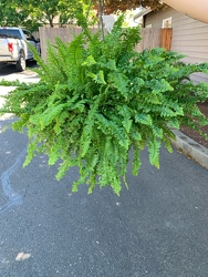 Boston Fern From Rogue River Florist, Grant's Pass Flower Delivery