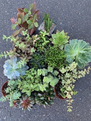 Succulents From Rogue River Florist, Grant's Pass Flower Delivery
