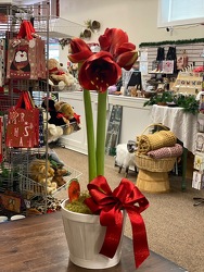 Red Amaryllis From Rogue River Florist, Grant's Pass Flower Delivery