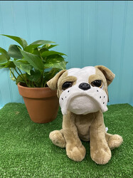 Bull Dog Plush From Rogue River Florist, Grant's Pass Flower Delivery