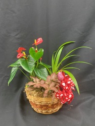 Valentine Plant Garden From Rogue River Florist, Grant's Pass Flower Delivery