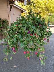 Fuchsia Hanging Basket From Rogue River Florist, Grant's Pass Flower Delivery