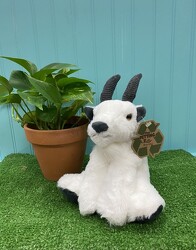 Goat Plush From Rogue River Florist, Grant's Pass Flower Delivery