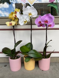 Orchid From Rogue River Florist, Grant's Pass Flower Delivery