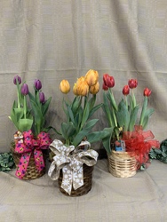 Tulip Plant From Rogue River Florist, Grant's Pass Flower Delivery