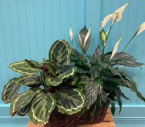 Double Basket Blooming and Green Plant From Rogue River Florist, Grant's Pass Flower Delivery