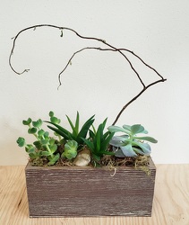 Succulent Garden Planter  From Rogue River Florist, Grant's Pass Flower Delivery