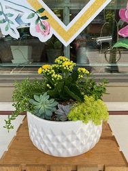 Blooming Succulent Garden From Rogue River Florist, Grant's Pass Flower Delivery