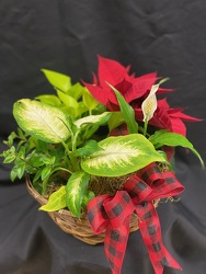 CHRISTMAS PLANT BASKET From Rogue River Florist, Grant's Pass Flower Delivery